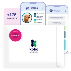 Koko Genetics Advanced DNA Test for Dogs, Analyzes & Identifies 400+ Breeds, Ancestry, Offers 175+ Genetic Health and Traits Reports, Lifetime Updates Included