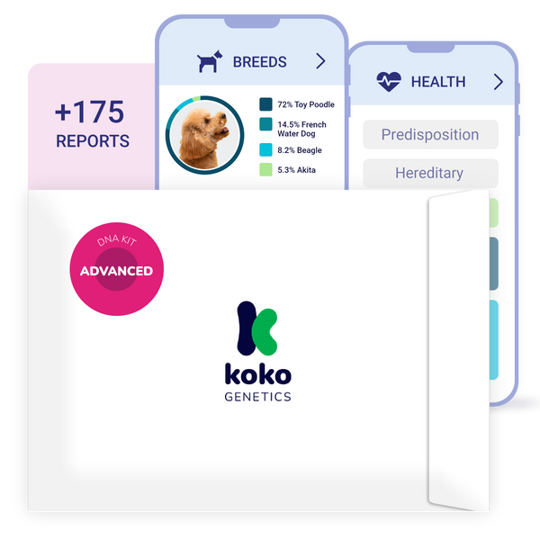 Koko Genetics Advanced DNA Test for Dogs, Analyzes & Identifies 400+ Breeds, Ancestry, Offers 175+ Genetic Health and Traits Reports, Lifetime Updates Included