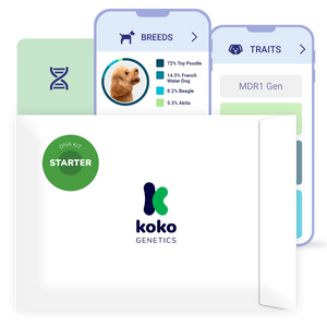 Koko Genetics Starter DNA Test for Dogs, Analyzes & Identifies 400+ Breeds and Offers 25+ Genetic Traits and Ancestry Reports, Lifetime Updates Included