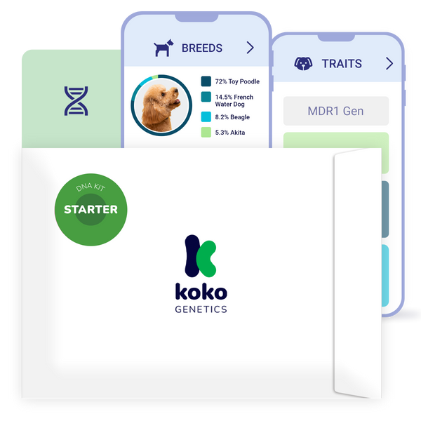 Koko Genetics Starter DNA Test for Dogs, Analyzes & Identifies 400+ Breeds and Offers 25+ Genetic Traits and Ancestry Reports, Lifetime Updates Included