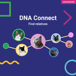 Koko Genetics Advanced DNA Test for Cats, Analyzes & Identifies 40+ Breeds, Ancestry, Offers 146+ Genetic Health and Traits Reports, Lifetime Updates Included