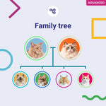 Koko Genetics Advanced DNA Test for Cats, Analyzes & Identifies 40+ Breeds, Ancestry, Offers 146+ Genetic Health and Traits Reports, Lifetime Updates Included