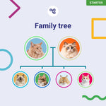 Koko Genetics Starter DNA Test for Cats, Analyzes & Identifies 40+ Breeds and Offers 46+ Genetic Traits and Ancestry Reports, Lifetime Updates Included