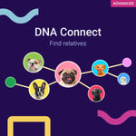 Koko Genetics Advanced DNA Test for Dogs, Analyzes & Identifies 400+ Breeds, Ancestry, Offers 175+ Genetic Health and Traits Reports, Lifetime Updates Included
