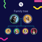 Koko Genetics Advanced DNA Test for Dogs, Analyzes & Identifies 400+ Breeds, Ancestry, Offers 175+ Genetic Health and Traits Reports, Lifetime Updates Included