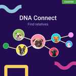 Koko Genetics Starter DNA Test for Dogs, Analyzes & Identifies 400+ Breeds and Offers 25+ Genetic Traits and Ancestry Reports, Lifetime Updates Included