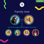Koko Genetics Starter DNA Test for Dogs, Analyzes & Identifies 400+ Breeds and Offers 25+ Genetic Traits and Ancestry Reports, Lifetime Updates Included
